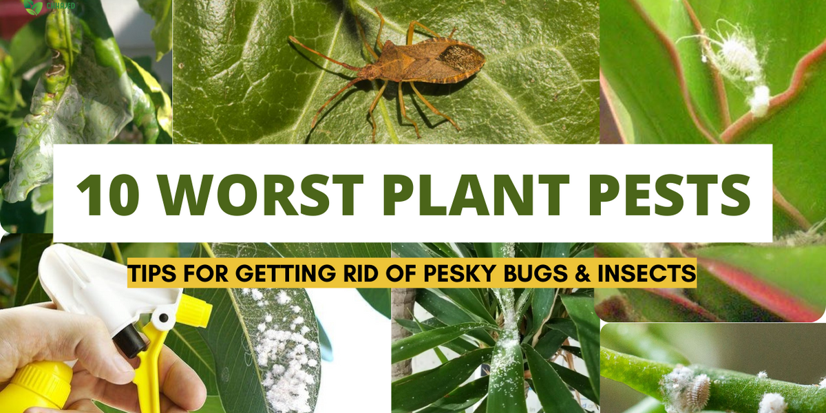10 Common Houseplant Pests and How to Get Rid of Them  ChhajedGarden.com