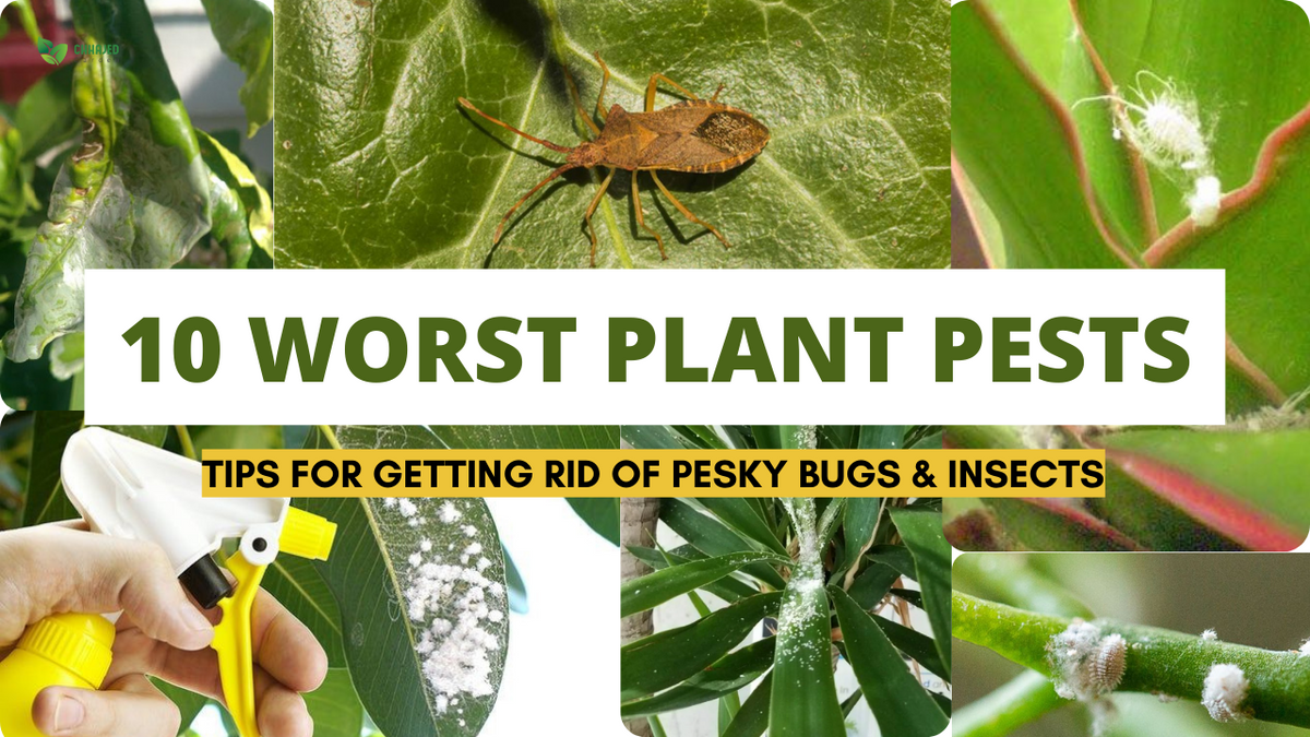 Common Houseplant Pests Types Identification And Getting Rid Of Them