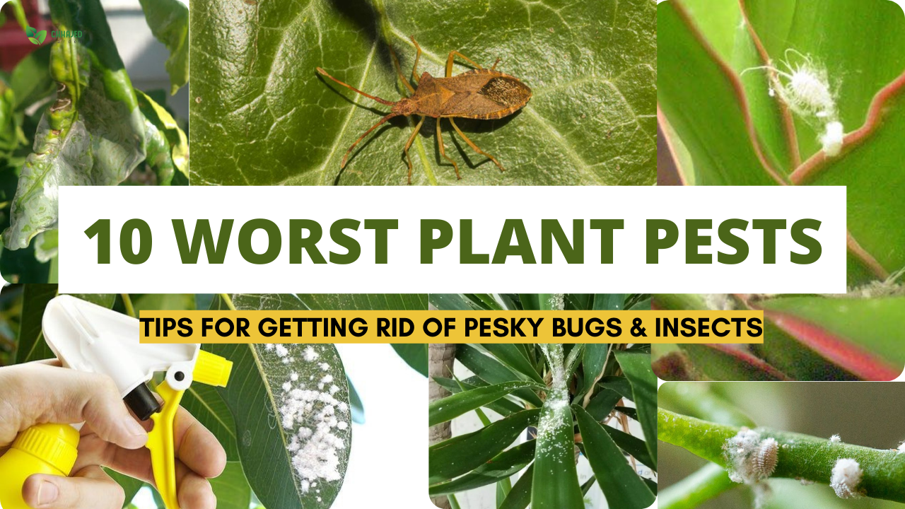10 Common Houseplant Pests and How to Get Rid of Them