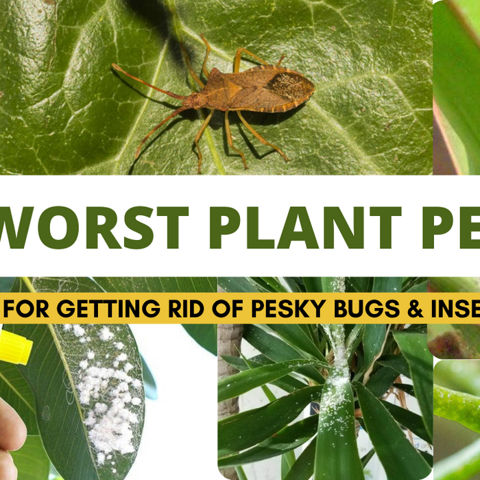 10 Common Houseplant Pests and How to Get Rid of Them