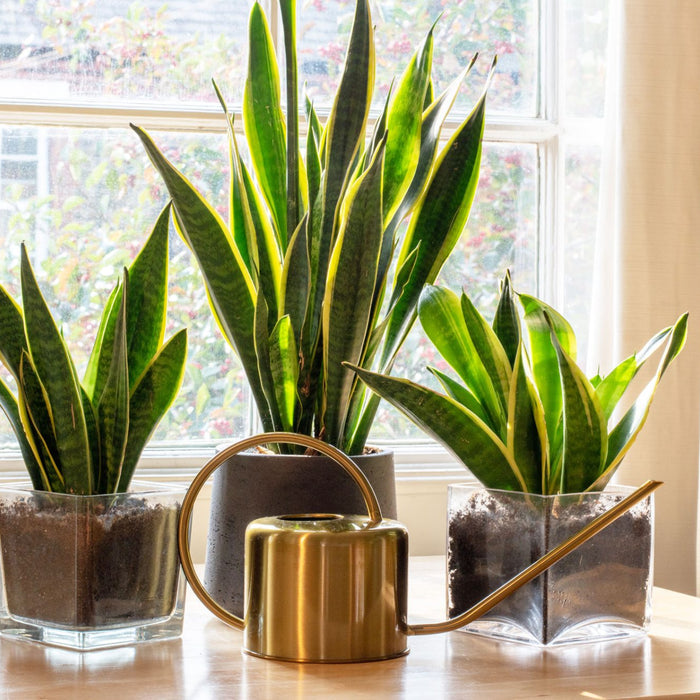 Houseplants that can help you sleep better
