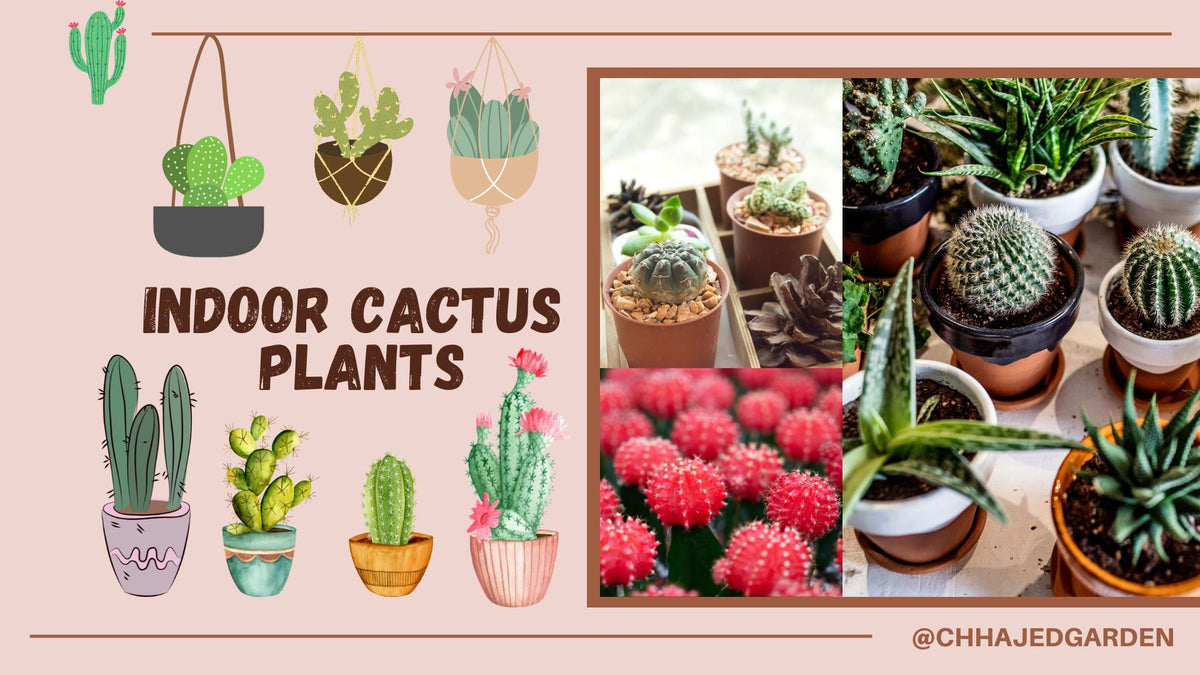 All About Indoor Cactus Plants  ChhajedGarden.com