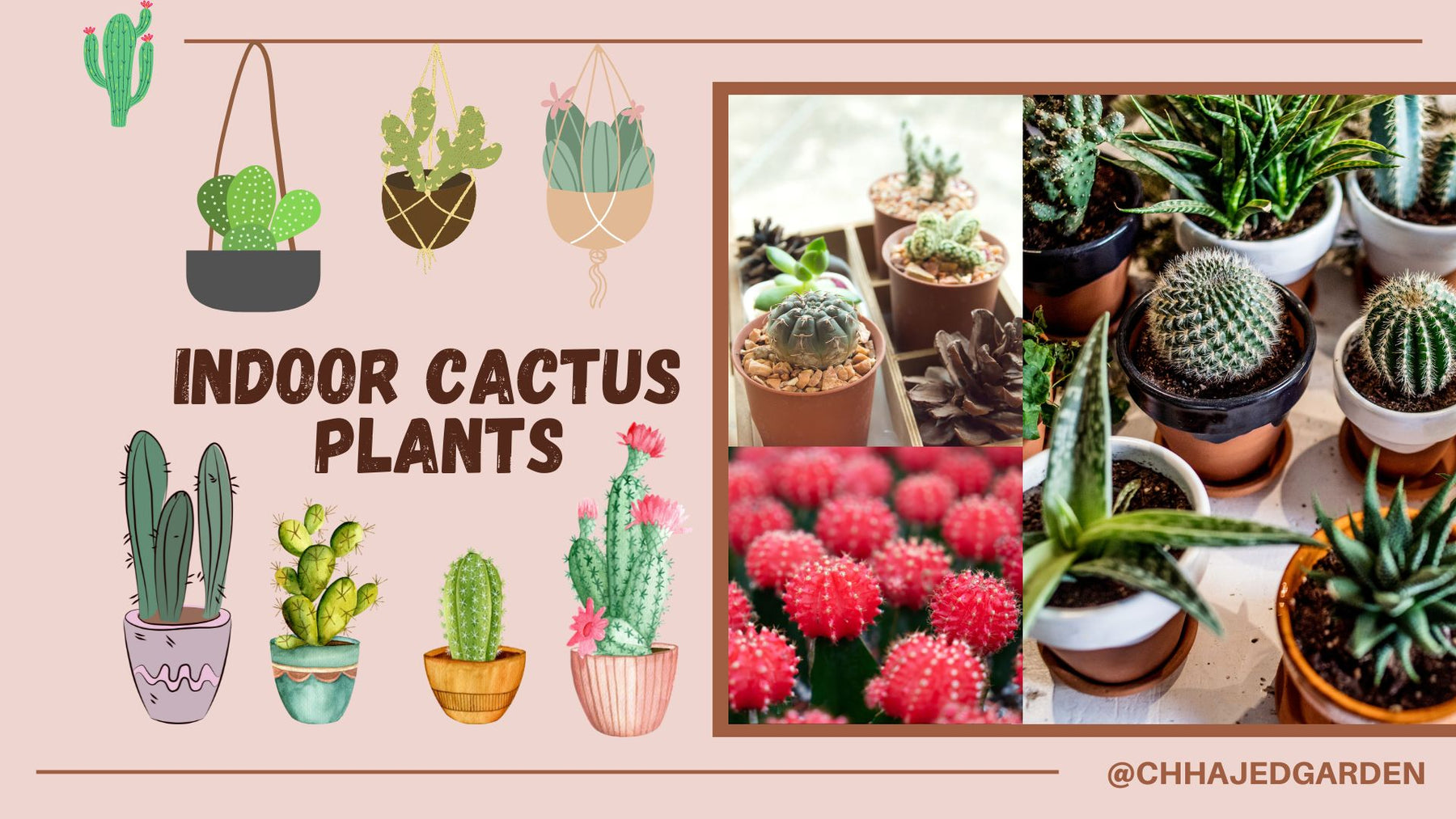 All About Indoor Cactus Plants