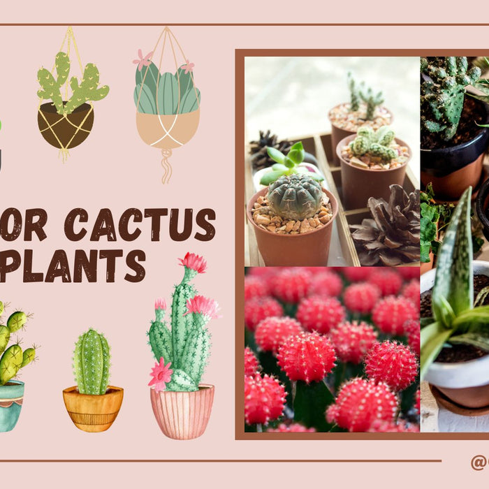 All About Indoor Cactus Plants