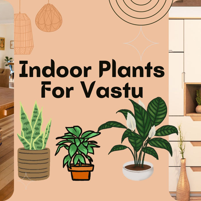 10 Best Indoor Plants according to Vastu