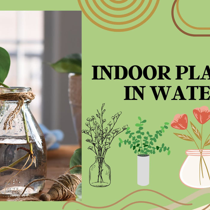 14 Indoor Water-Growing Plants