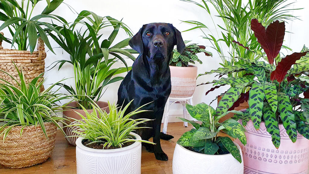 Indoor plants that are safe for pets