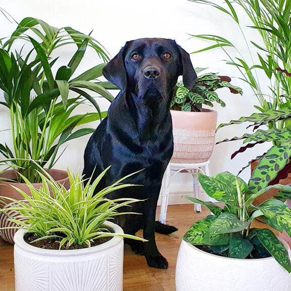 Indoor plants that are safe for pets