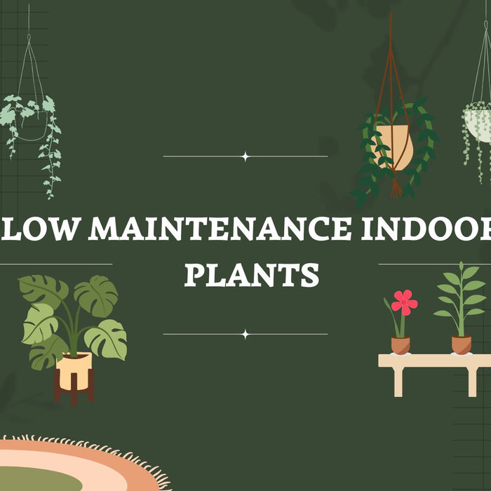 25 Low Maintenance Indoor Plants