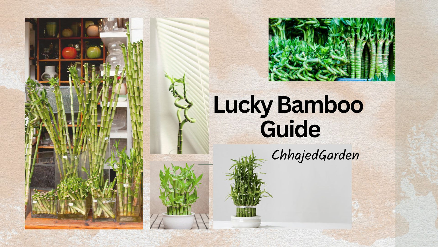 Lucky Bamboo Care Guide