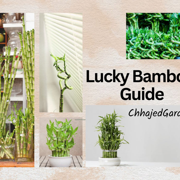 Lucky Bamboo Care Guide