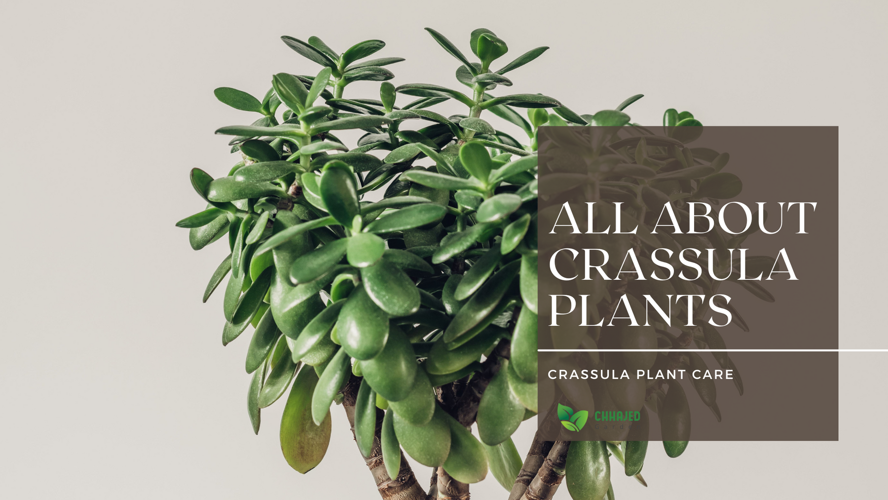 The Crassula Collection: A Guide To Types, Sub-Varieties, & How To Care