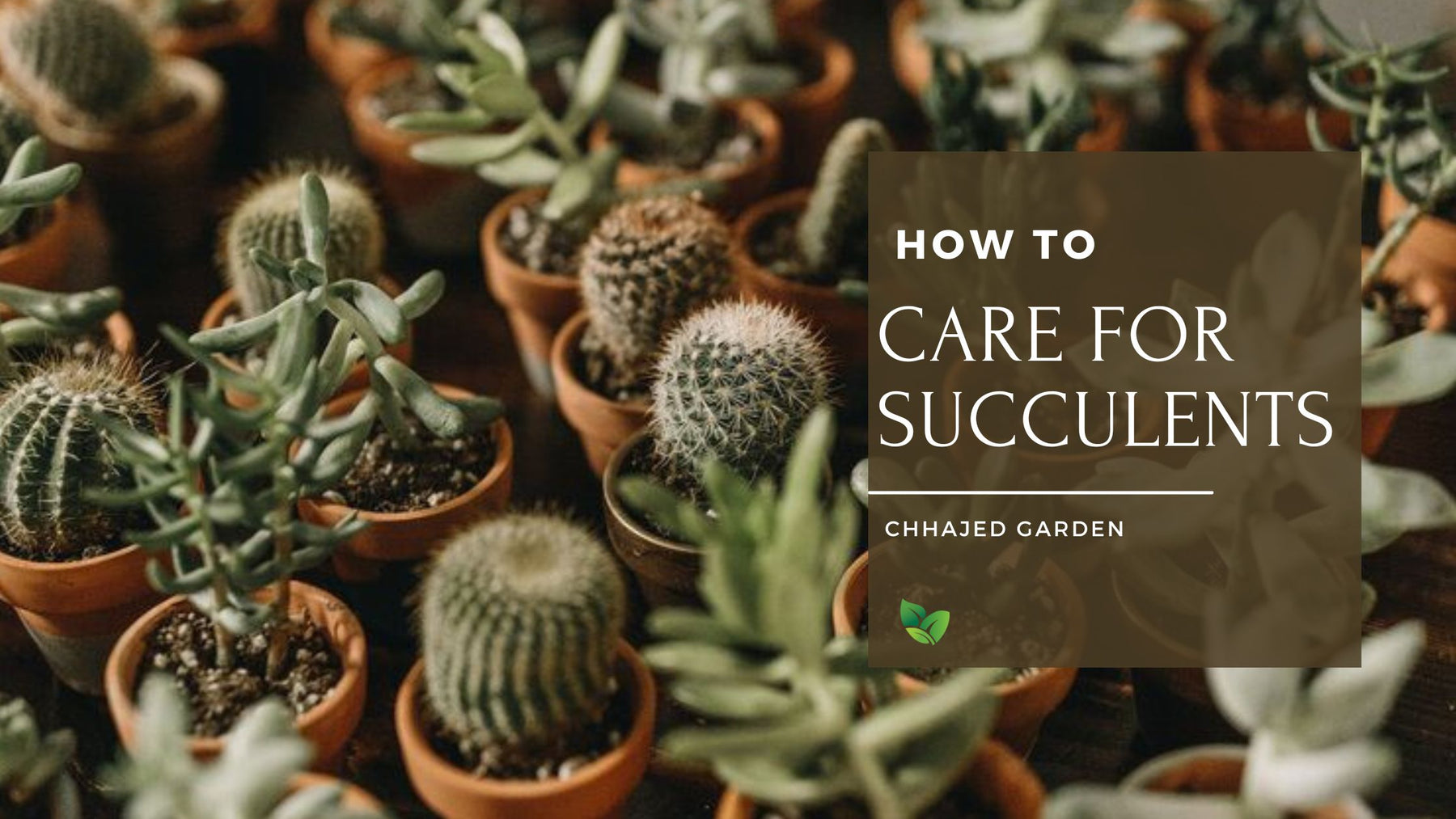 How To Care For Succulent Plants (Beginner's Guide)