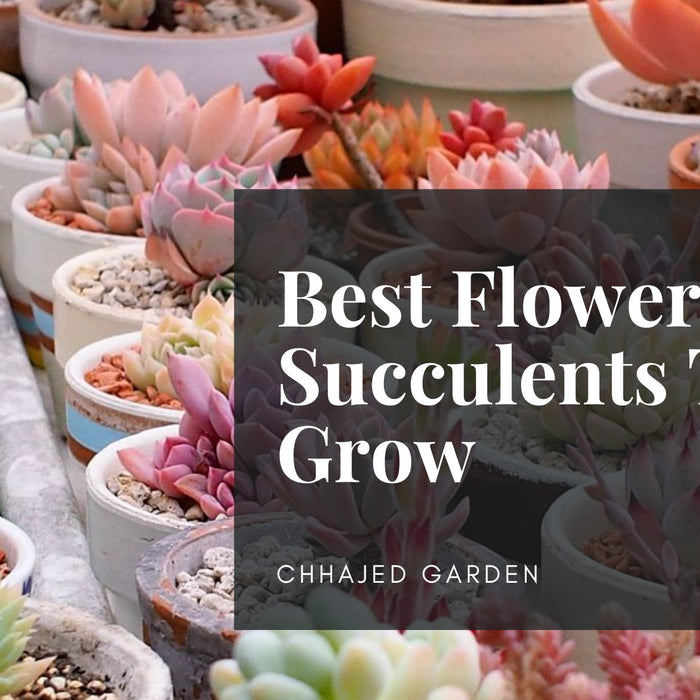 best flowering succulents to grow indoors and outdoors