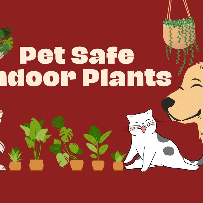 pet safe indoor plant