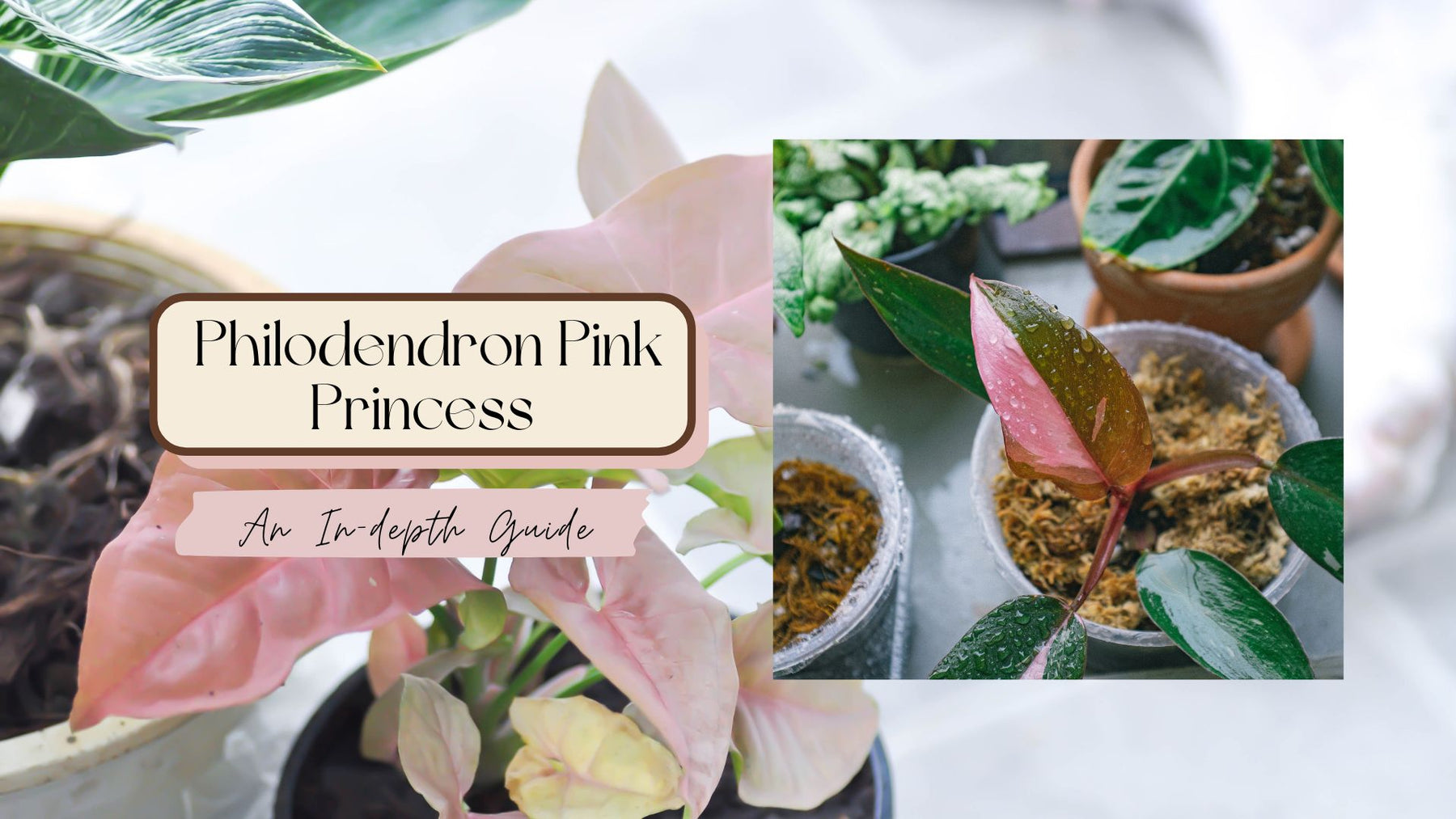 Philodendron Pink Princess: An In-depth Guide