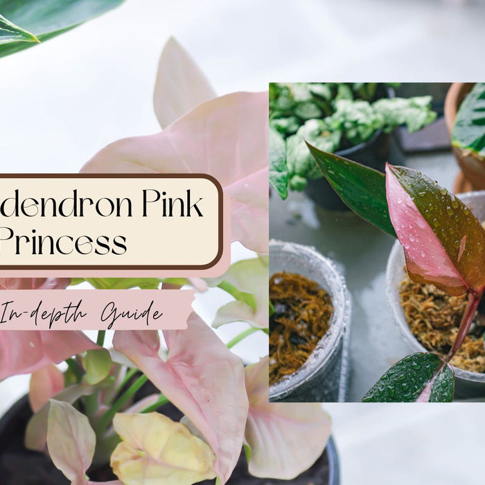 Philodendron Pink Princess: An In-depth Guide