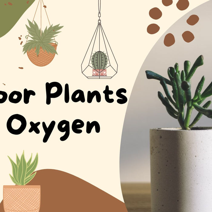Indoor Plants for Oxygen:  Top 10 NASA Recommended Plants to Improve Air Quality