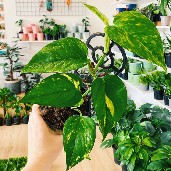 Plants that are low-maintenance