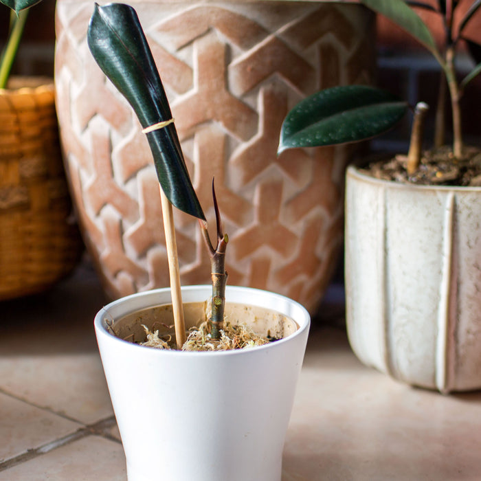 Rubber Plants - Care, Type, and Propagation
