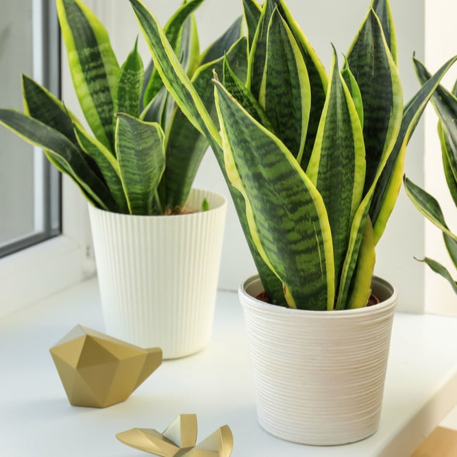 Snake plant
