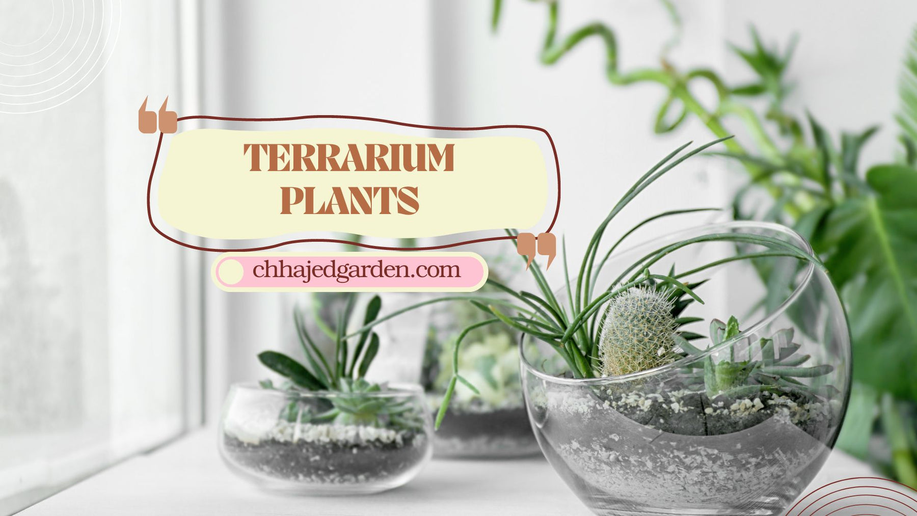 The Top 12 Terrarium Plants for Novices