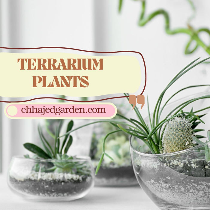 The Top 12 Terrarium Plants for Novices