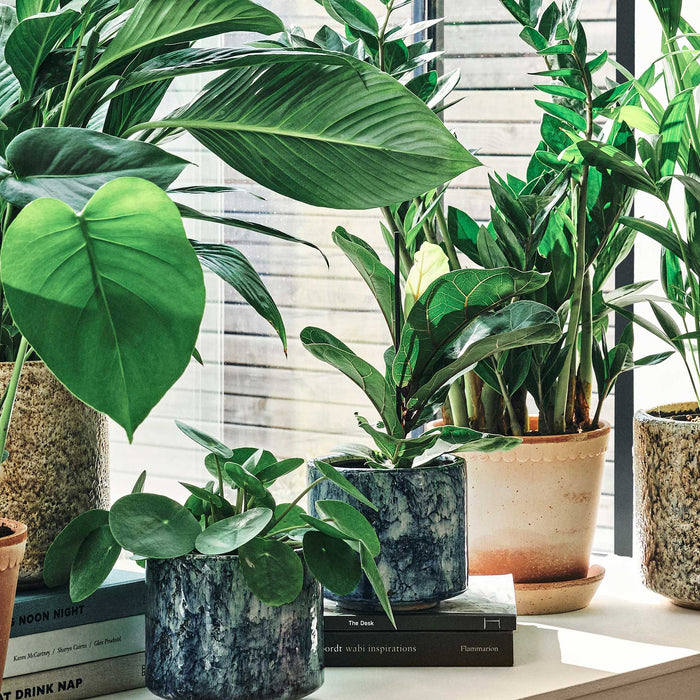Trending House Plants