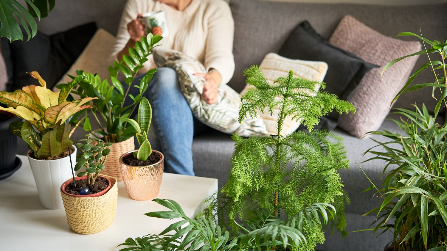 Unique indoor plants