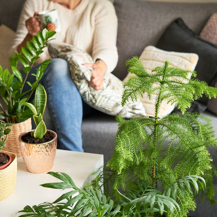 Unique indoor plants