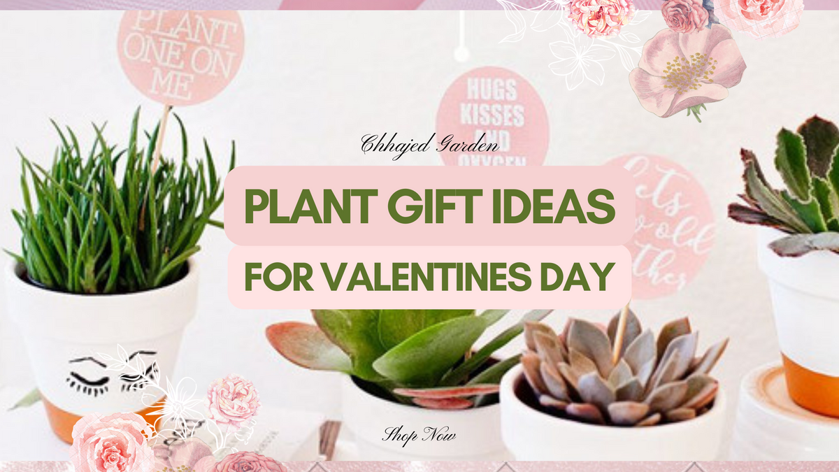 10 Plant Gift Ideas for Valentine's Day – ChhajedGarden.com