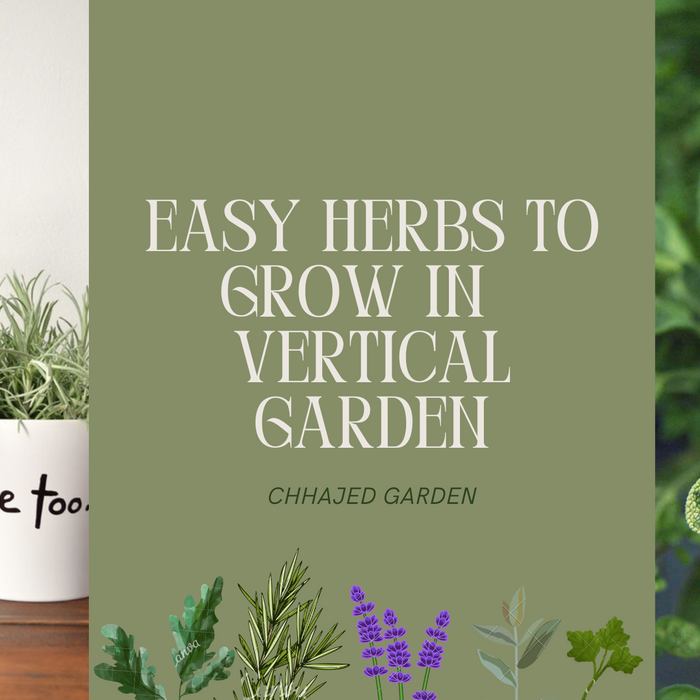 Small Space, Big Flavor: 10 Herbs Perfect for Vertical Gardens