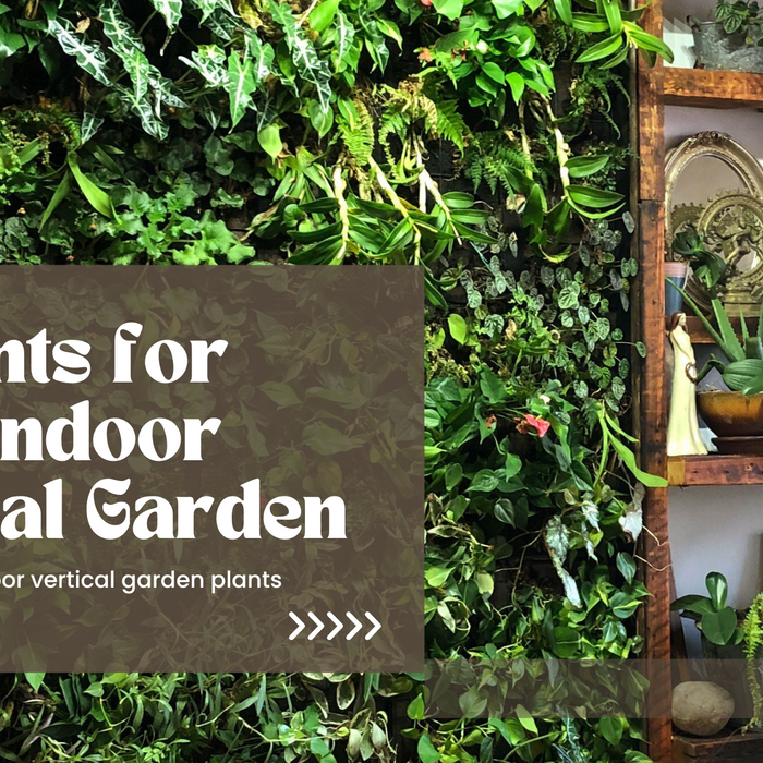 15 Plants for Indoor Vertical Garden