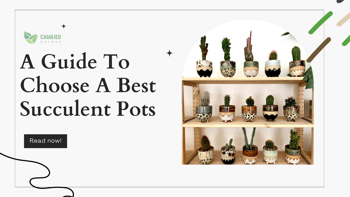 How To Choose The Best Pots For Your Succulents – ChhajedGarden.com
