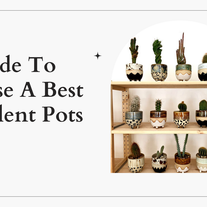 How To Choose The Best Pots For Your Succulents
