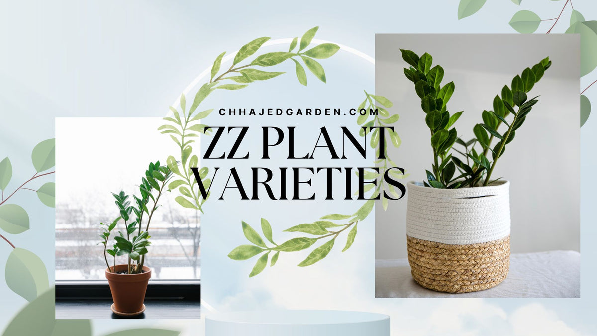 17 Stunning ZZ Plant Varieties