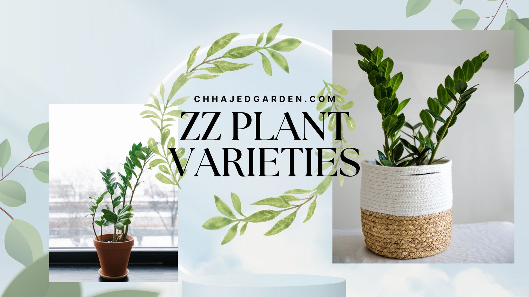 17 Stunning ZZ Plant Varieties 
