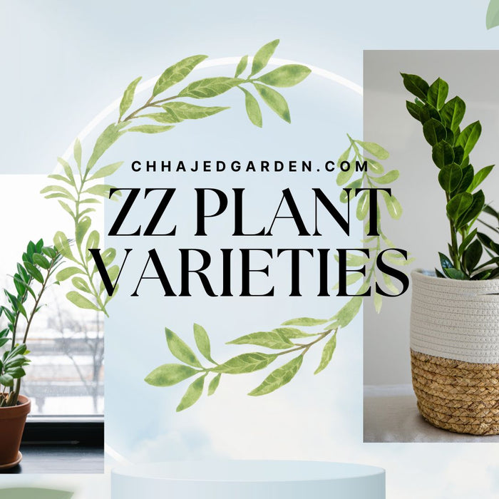 17 Stunning ZZ Plant Varieties 