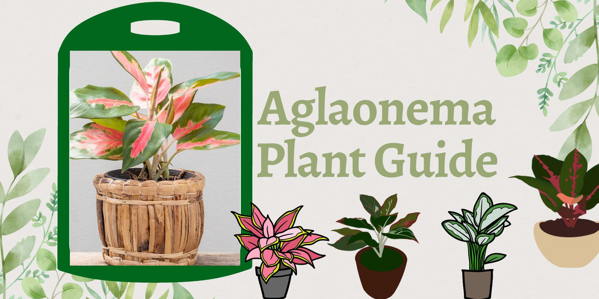 Aglaonema Plant Guide  ChhajedGarden.com