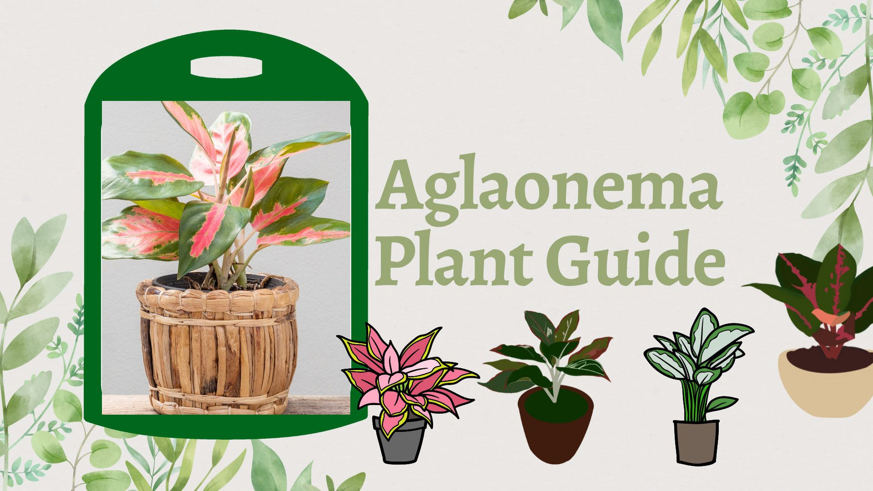 Aglaonema Plant Guide