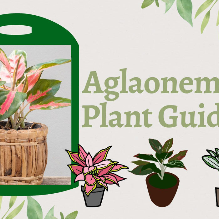 Aglaonema Plant Guide
