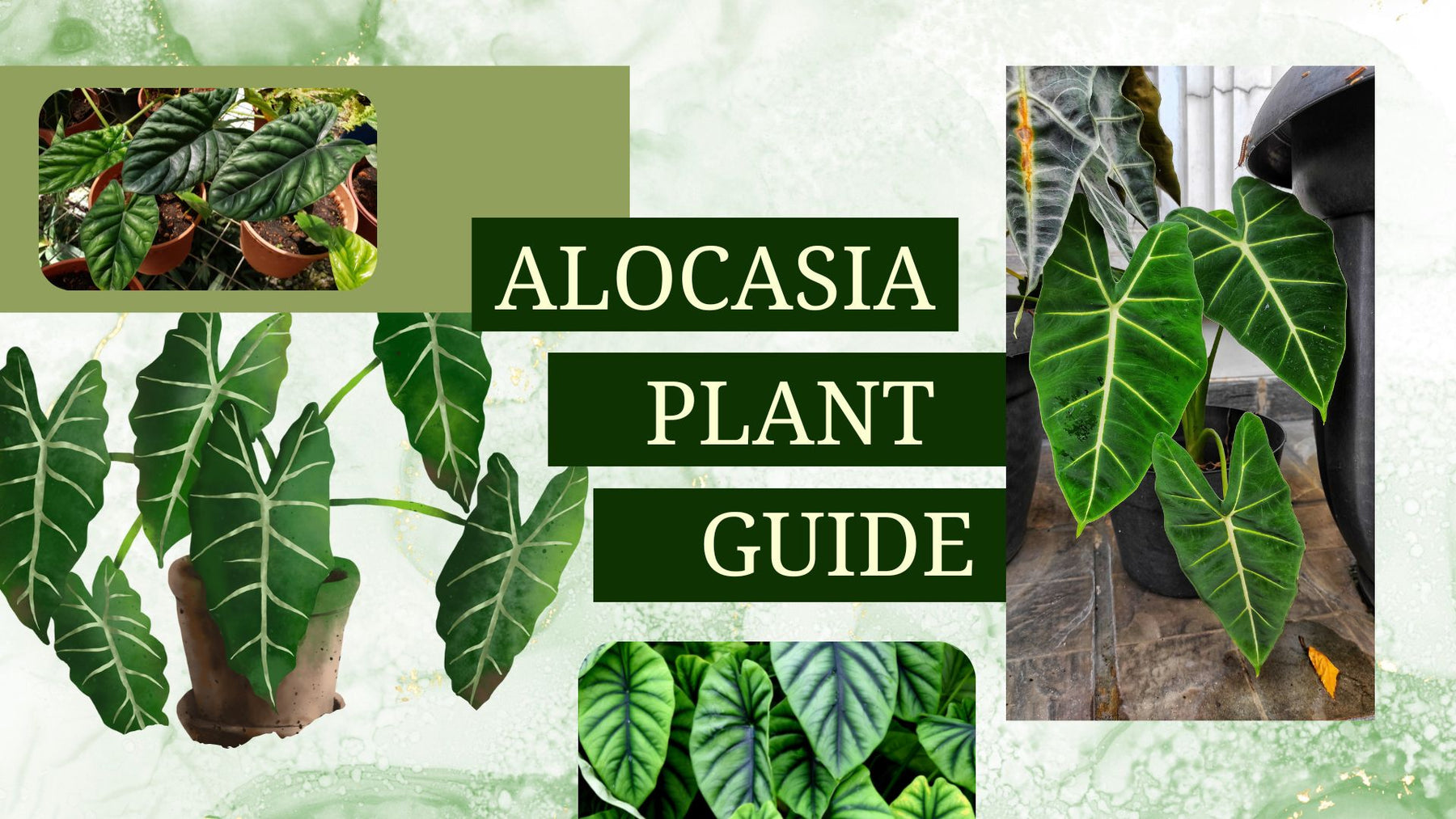 Alocasia Plant Care Guide