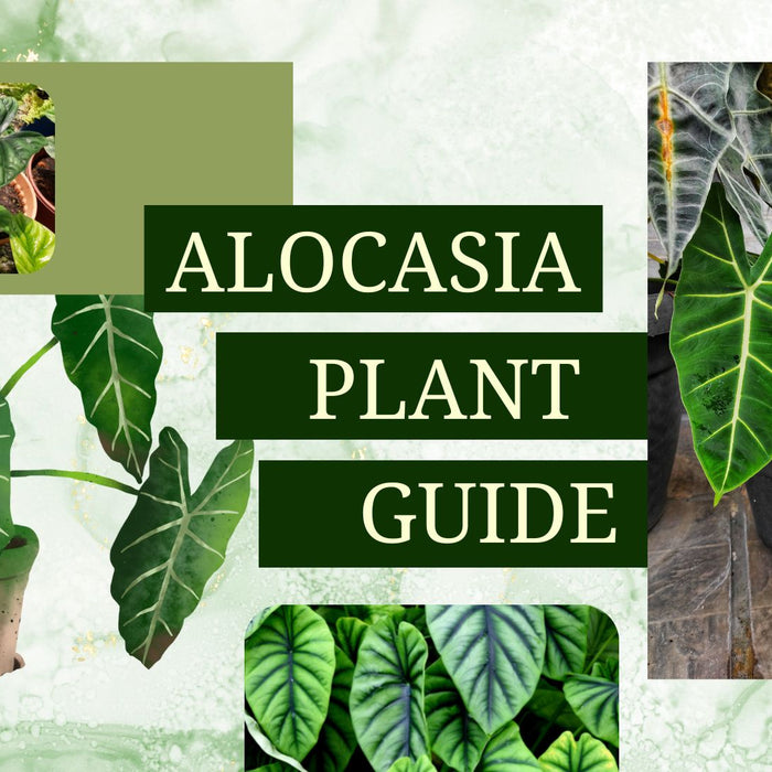 Alocasia Plant Care Guide