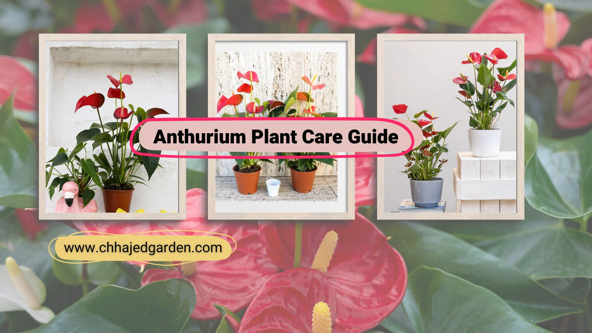 A Beginner's Guide to Growing and Caring for Anthurium Plants   ChhajedGarden.com