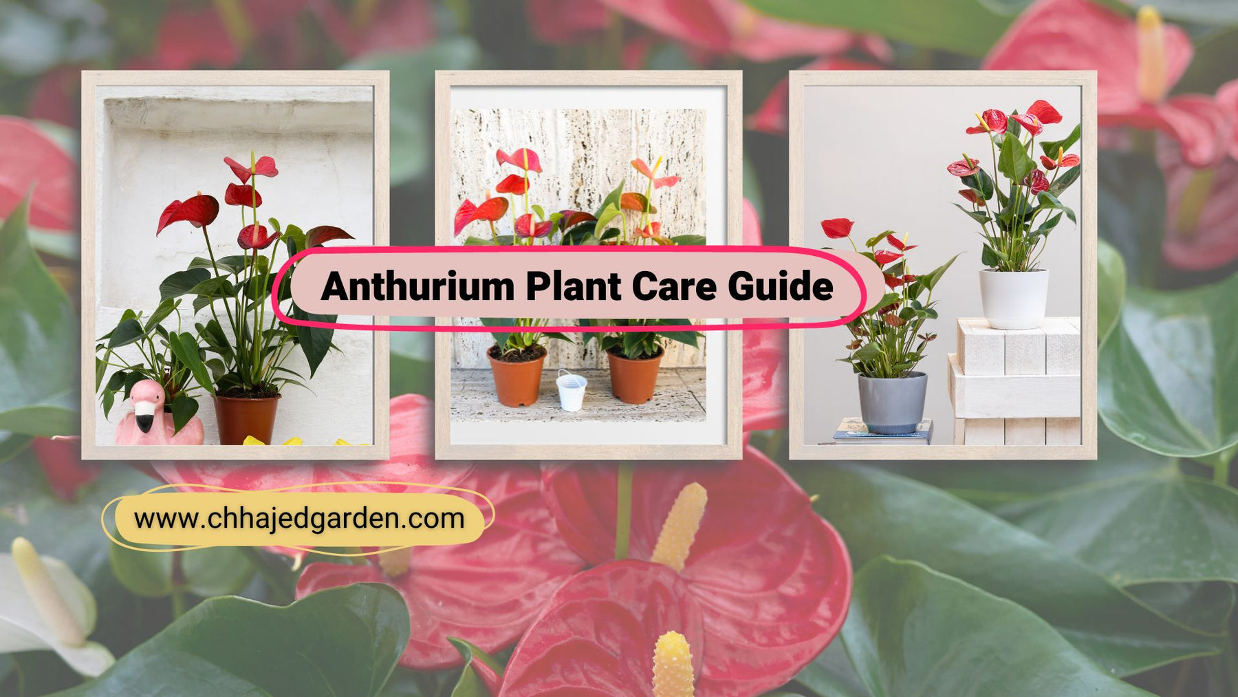 A Beginner's Guide to Growing and Caring for Anthurium Plants