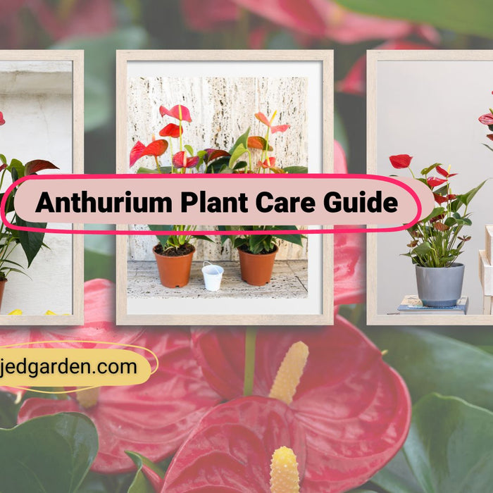 A Beginner's Guide to Growing and Caring for Anthurium Plants