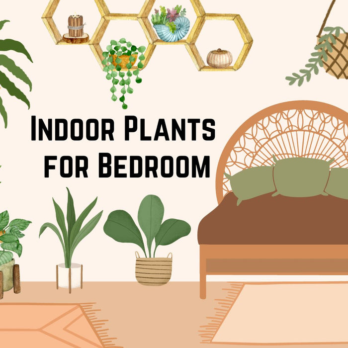 Indoor Plants for Bedroom
