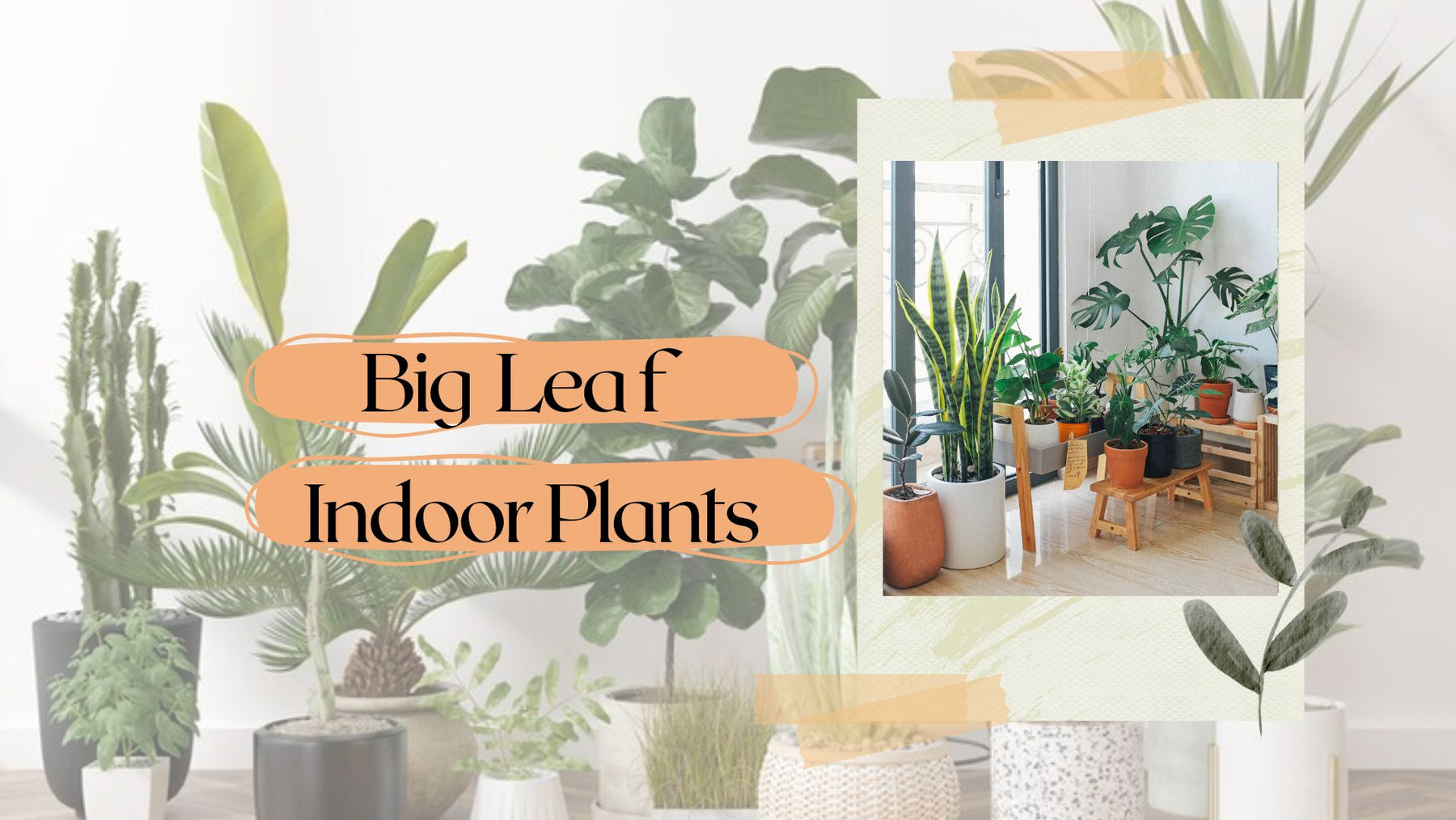 20 Statement-Making Houseplants with Huge Leaves