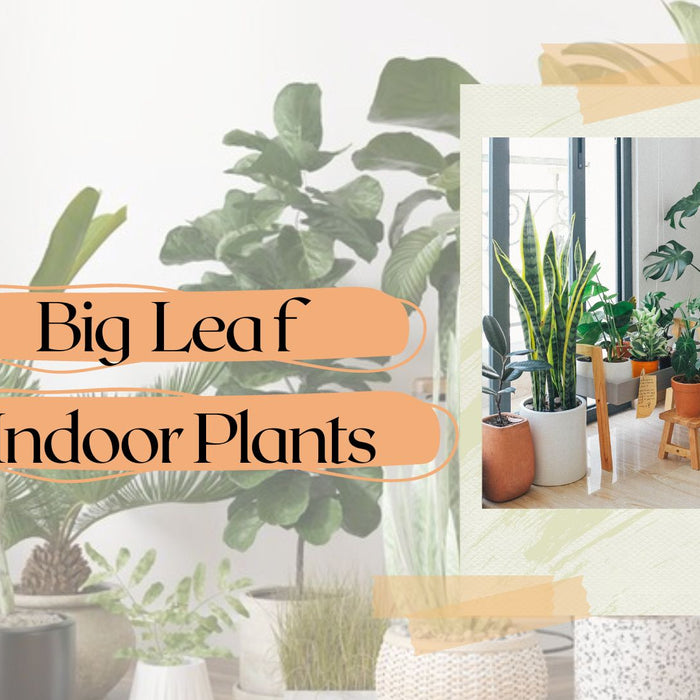 20 Statement-Making Houseplants with Huge Leaves