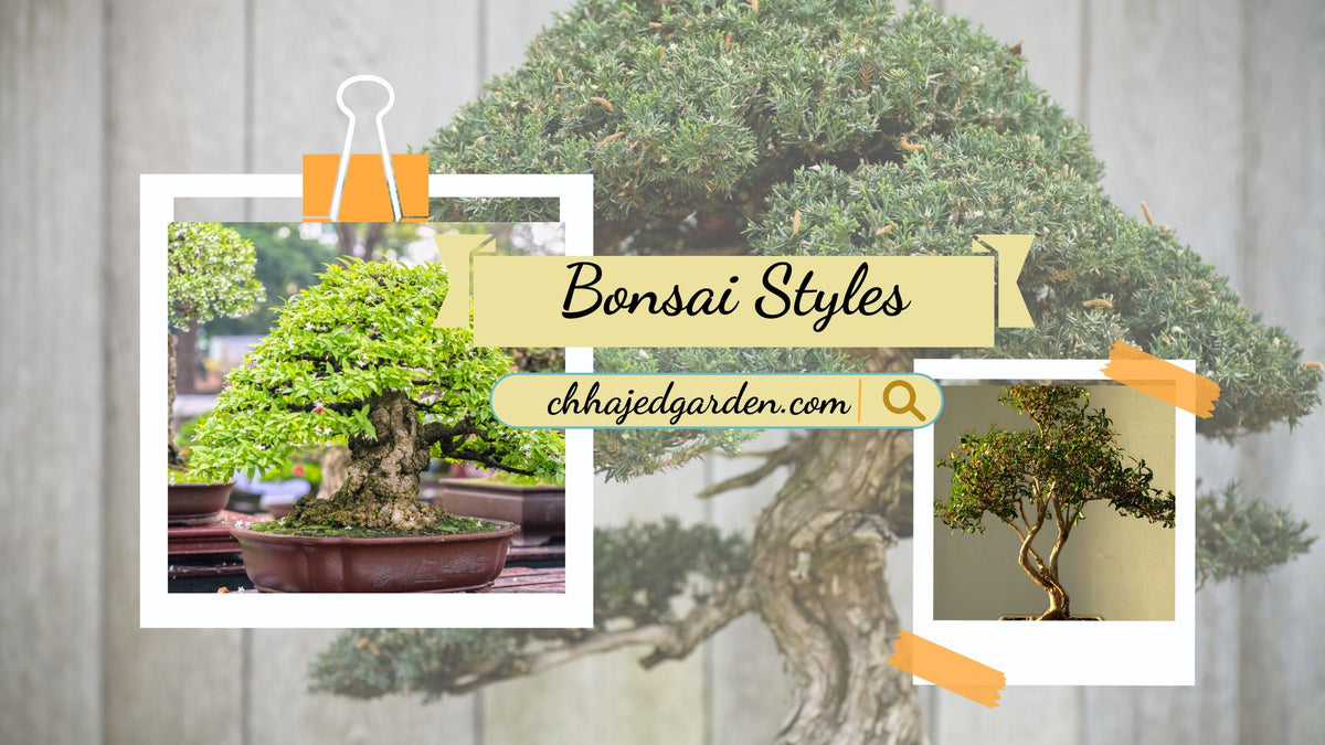 Bonsai Styles: An Overview of the Different Forms  ChhajedGarden.com